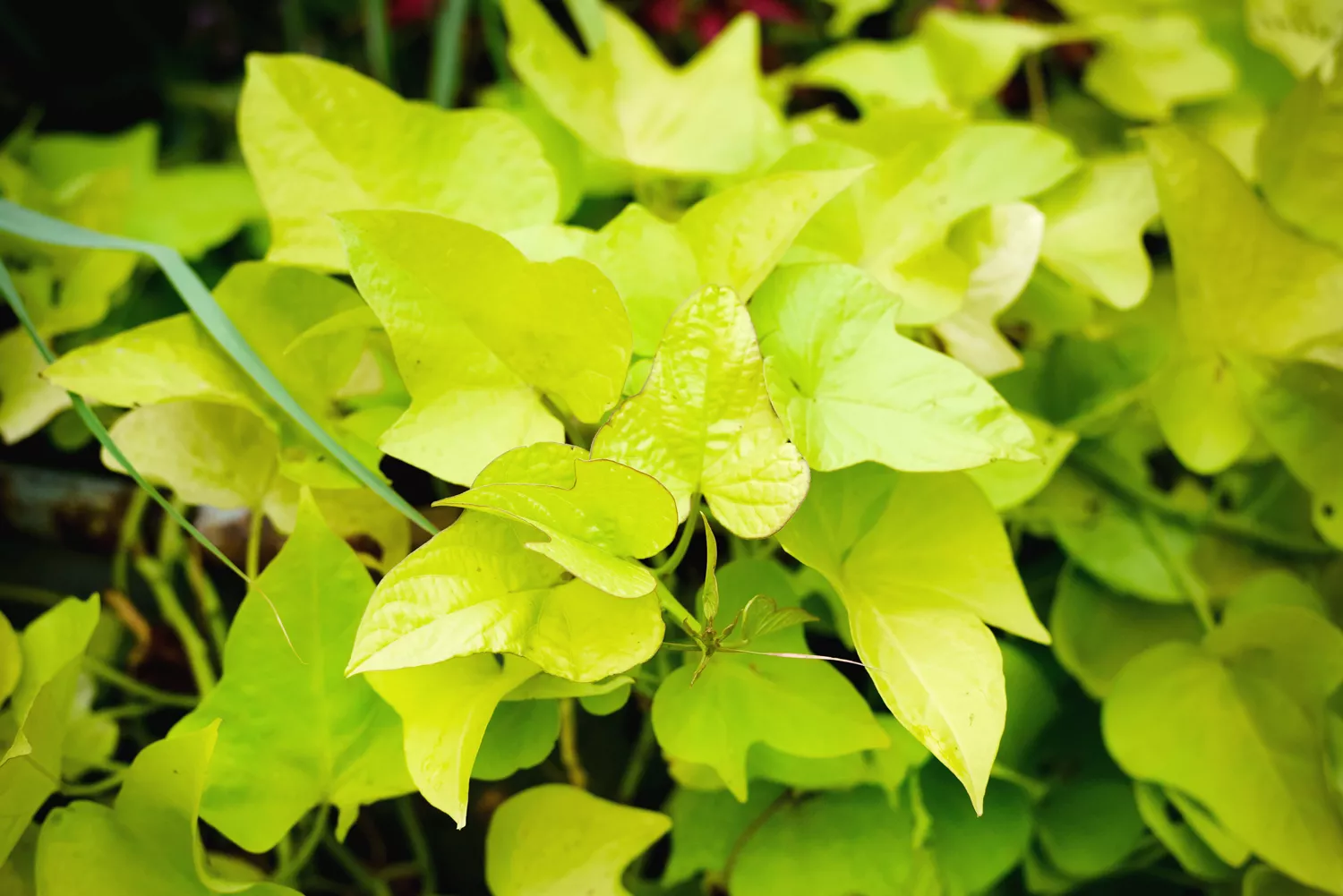 Vigne de Patate Douce 'Marguerite'