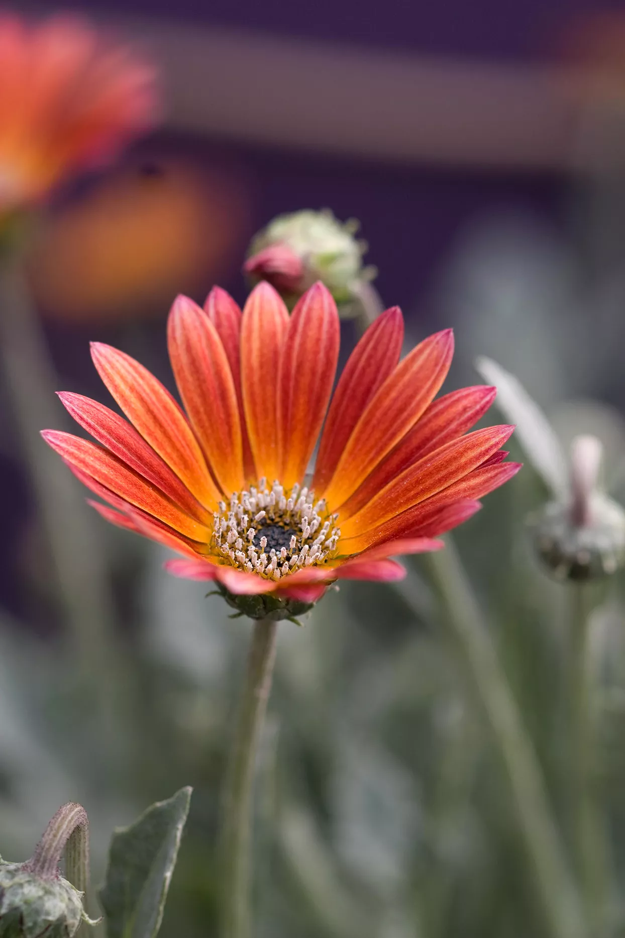 'The Ravers Hearts and Tarts' Marguerite africaine