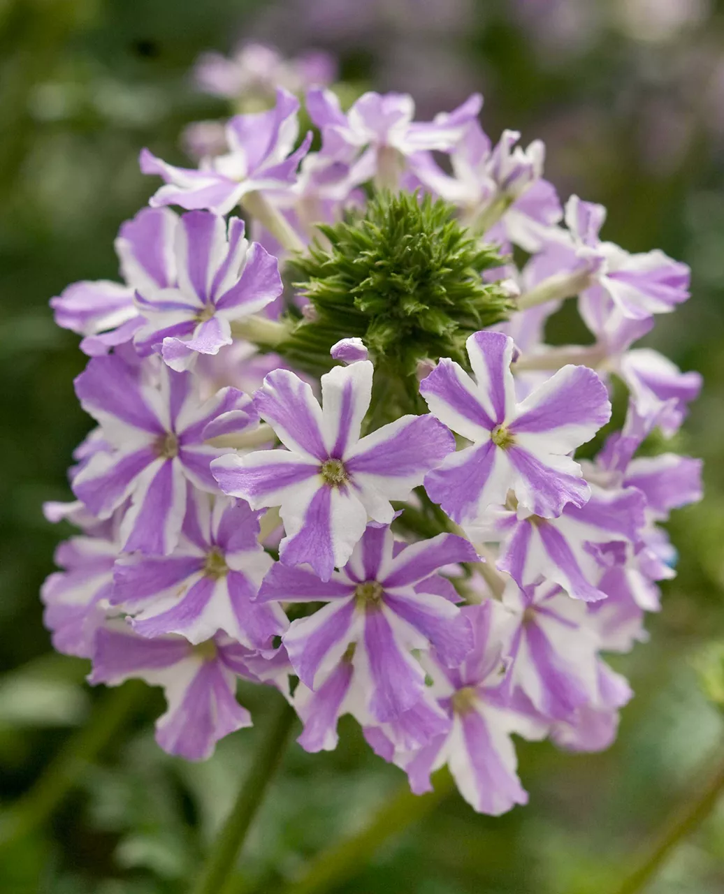 Verveine Lanai Lavande Étoilée