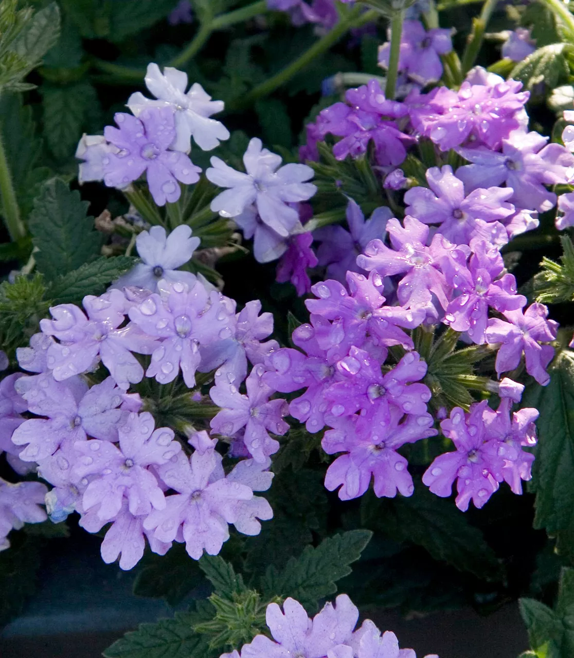 Verveine Superbena Lilas Bleu