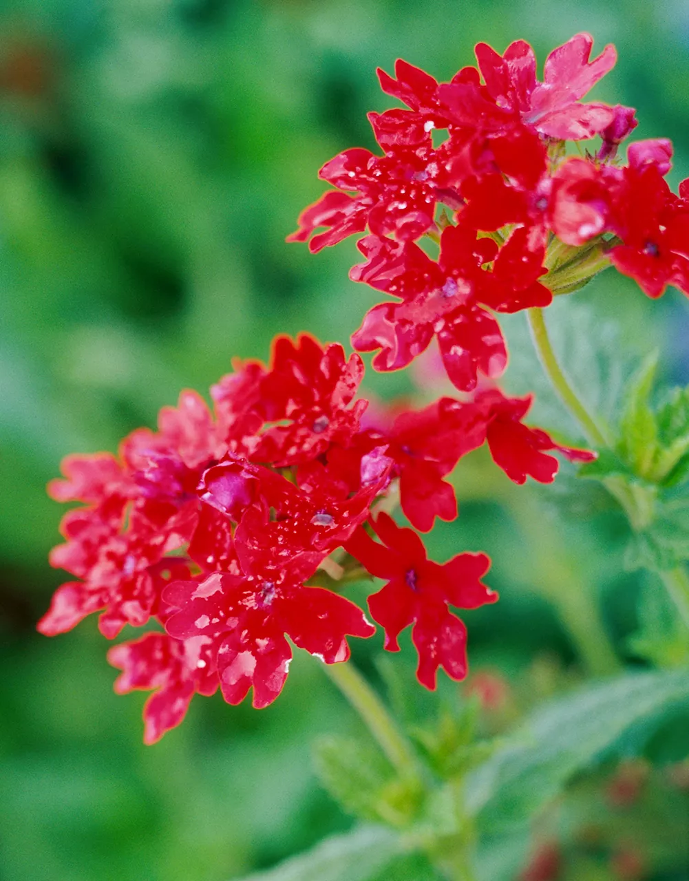 Verveine Temari Patio Rouge